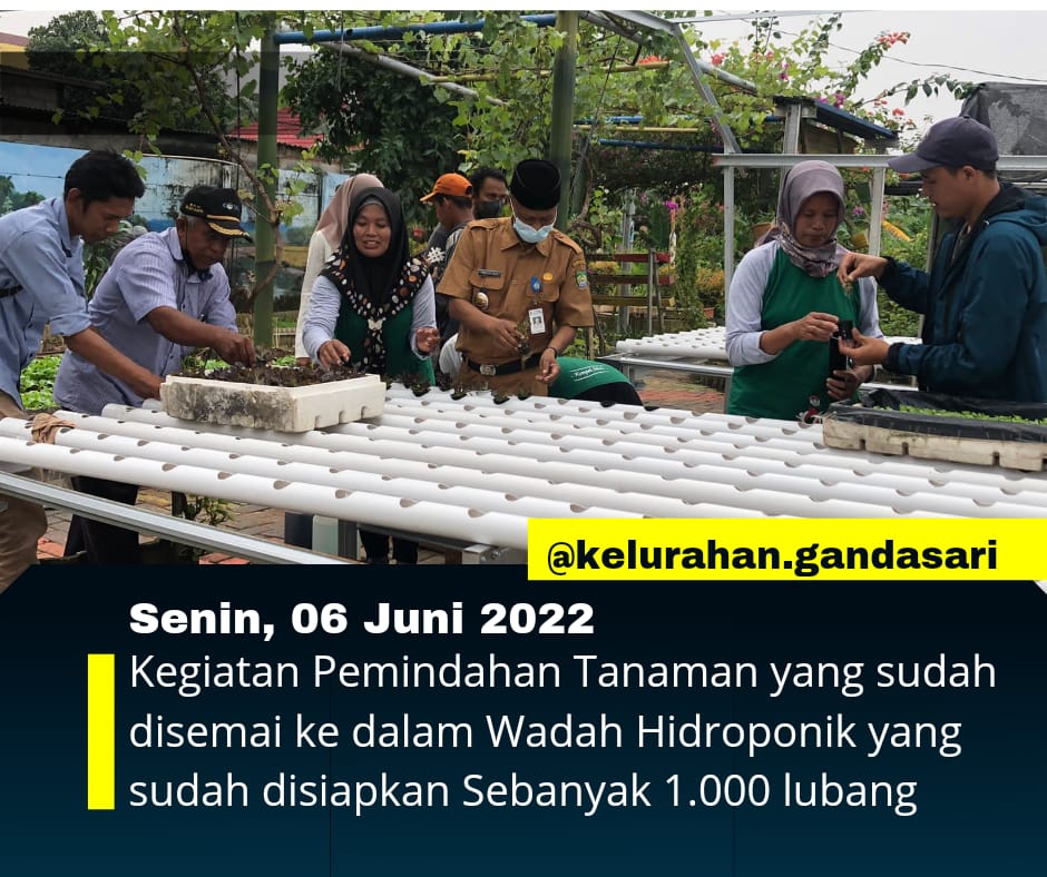 Pemindahan Bibit Tanaman Hidroponik 