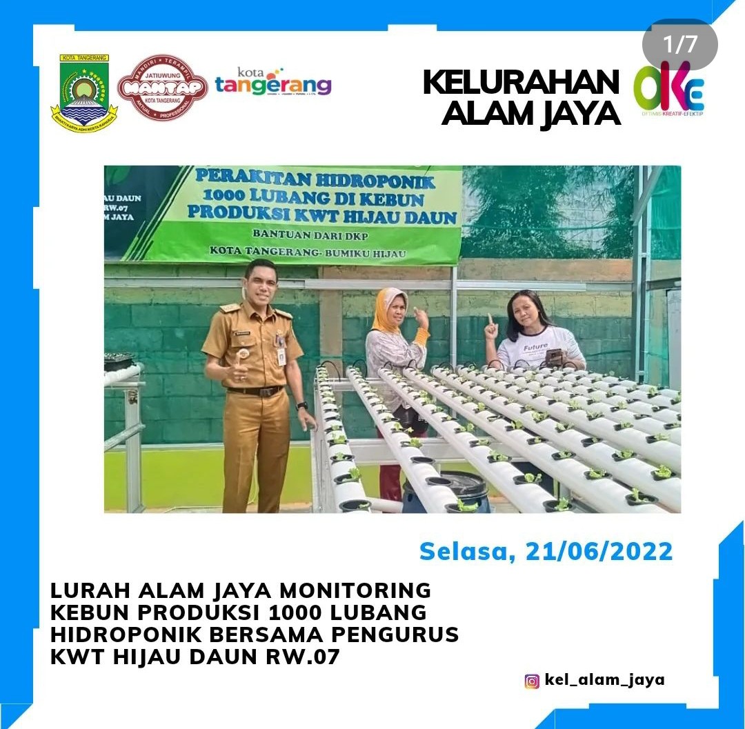 Lurah Alam Jaya Monitoring Kebun Produksi 1000 Lubang Hidroponik di KWT HIjau Daun Purati RW. 07