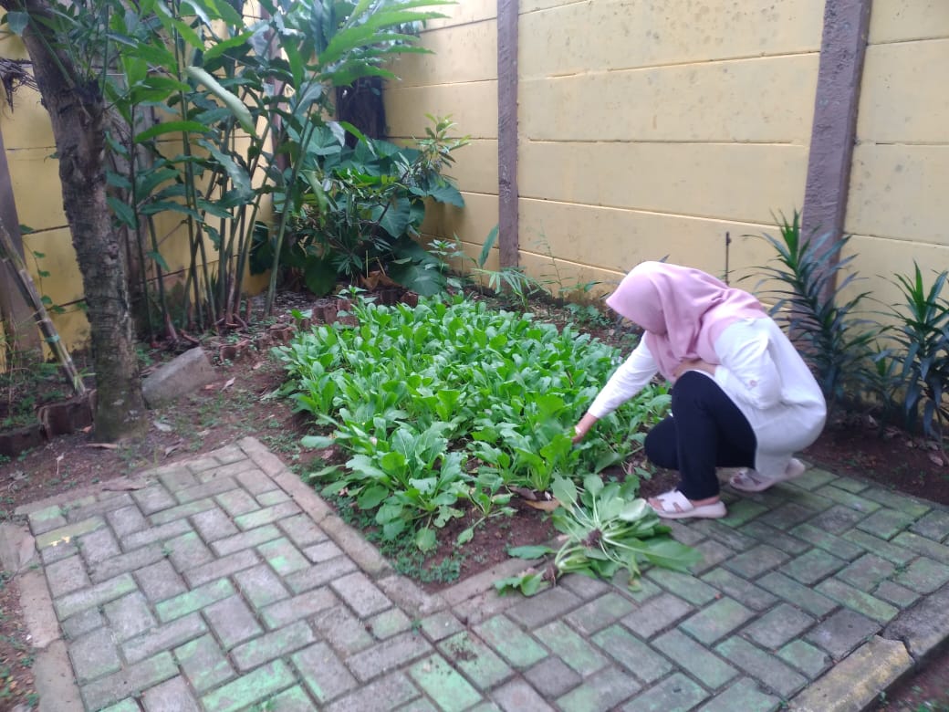 Panen Pokcoy di KWT Belakang Kantor Kelurahan Jatake