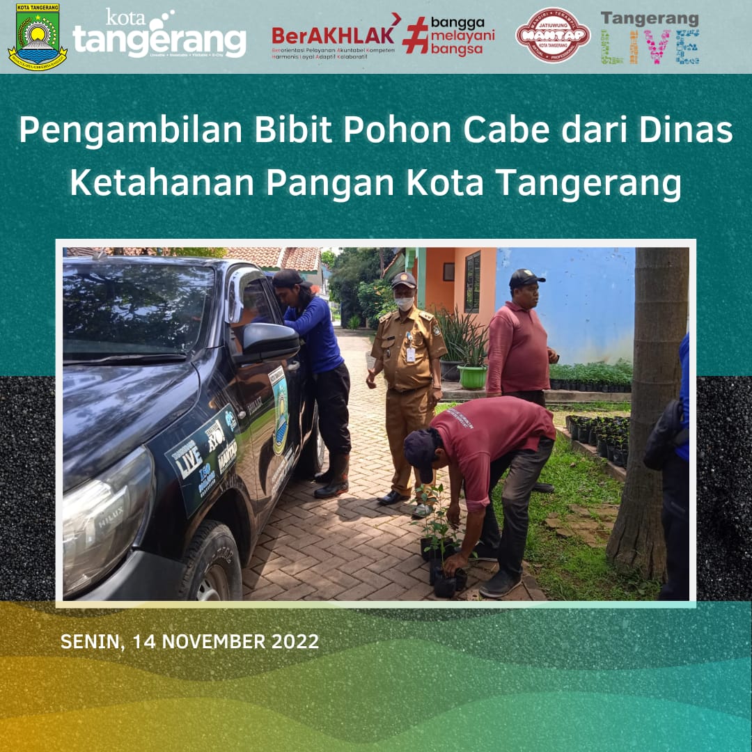 Pengambilan Bantuan Bibit Pohon Cabe dari Dinas Ketahanan Pangan Kota Tangerang