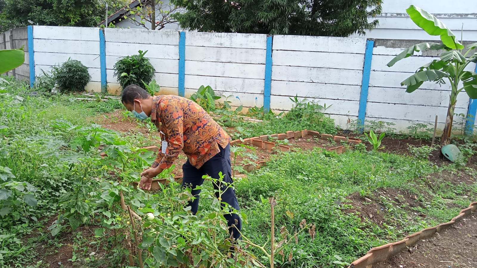 Pemeliharaan Tanaman di Kebun KWT Perumahan Magnolia Residence