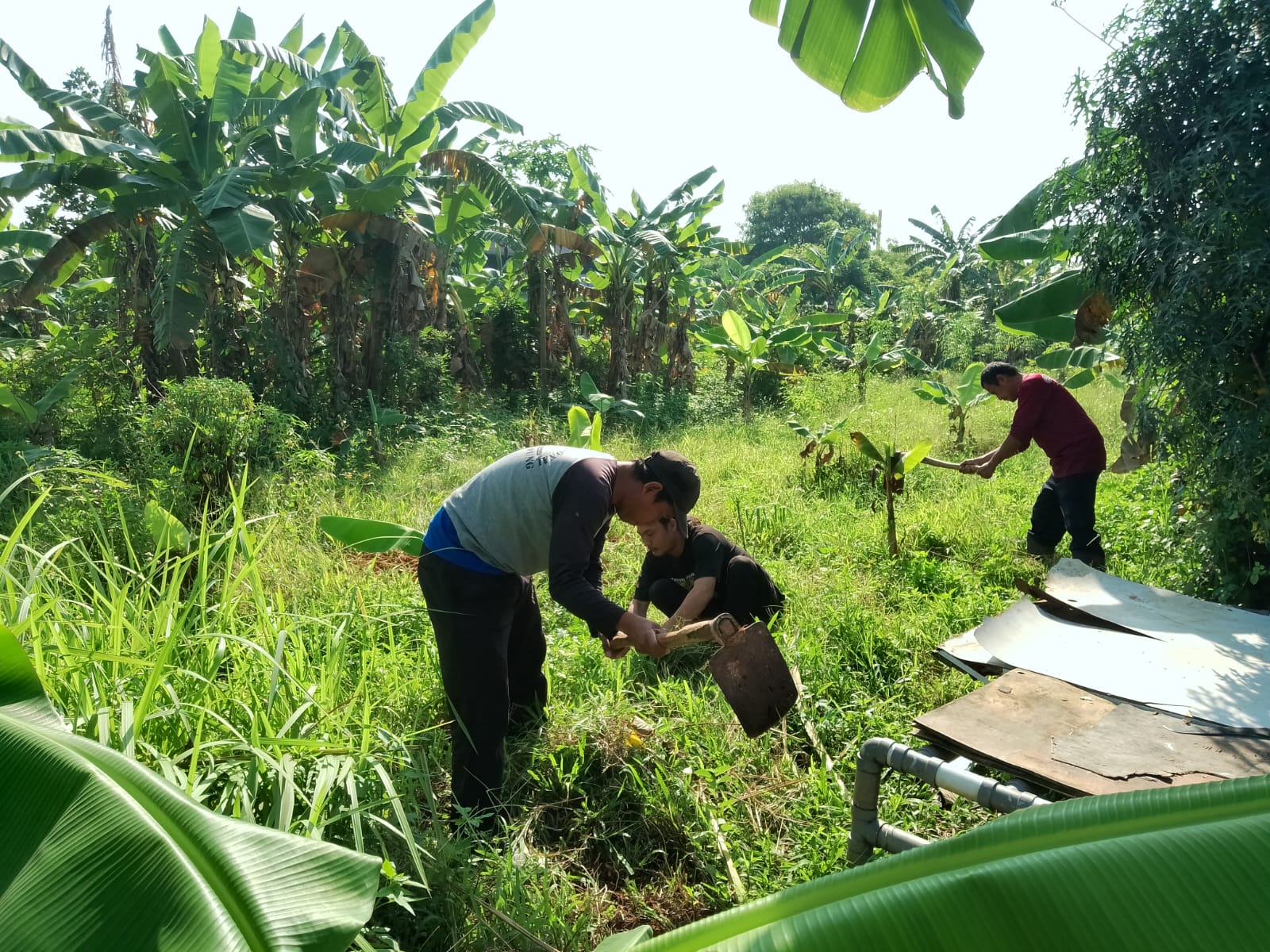 Satgas Kecamatan Jatiuwung membersihkan lahan seluas 800 m2 untuk dipergunakan sebagai Kampung TOGA Kel.Gandasari